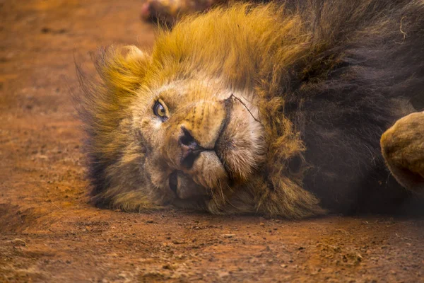 Retrato Leão Zoológico — Fotografia de Stock