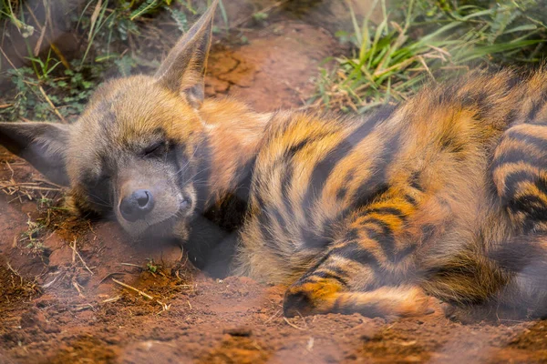 Hyena Dierentuin Van Nairobi Kenia — Stockfoto