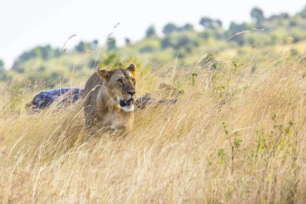 Portret Van Vrouwelijke Leeuw Savanne Masai Mara Kenia — Stockfoto