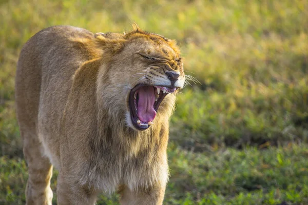Retrato Leão Fêmea Savana Masai Mara Quênia — Fotografia de Stock