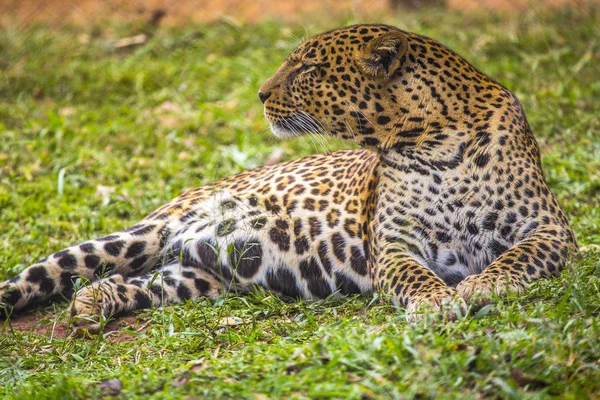 Leopard Pihen Fűben — Stock Fotó