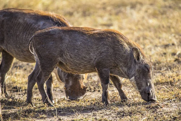 Δύο Θηλυκά Warthogs Ευρεία Μουσούδες Περιφέρονται Στη Σαβάνα Έχουν Σκούρο — Φωτογραφία Αρχείου