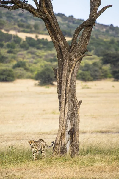 Αφρικάνικο Τσιτάχ Στο Εθνικό Πάρκο Σαβάνα — Φωτογραφία Αρχείου