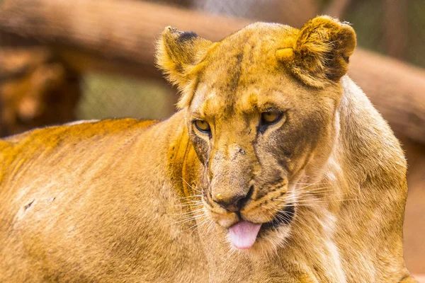 Close Leão Fêmea Nairobi Quênia — Fotografia de Stock