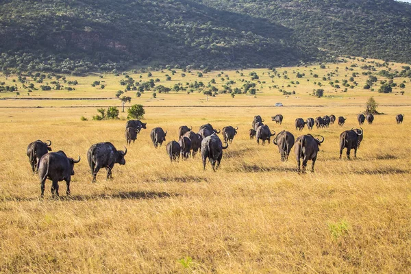 Grupo Búfalos Caminando Masai Mara — Foto de Stock