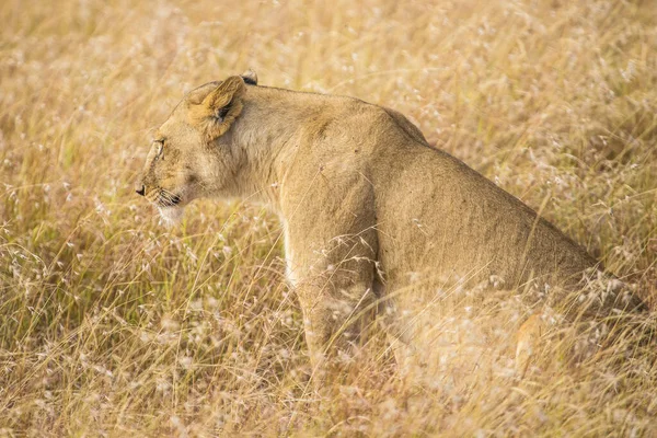 Close Van Een Vrouwelijke Leeuw Masai Mara Kenia — Stockfoto