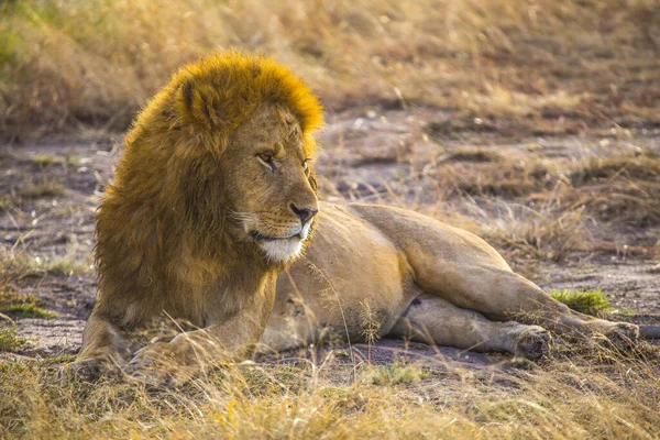 Retrato Leão Savana Masai Mara Quênia — Fotografia de Stock