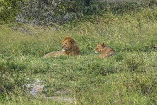 Portret Lwa Savannah Masai Mara Kenia — Zdjęcie stockowe