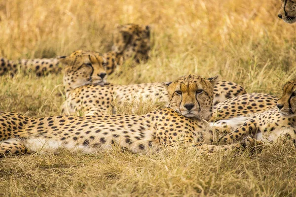 Леопардовый Гепард Национальном Парке Масаи Мара Кения — стоковое фото