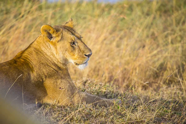 肯尼亚Masai Mara Savannah的女狮子肖像 — 图库照片