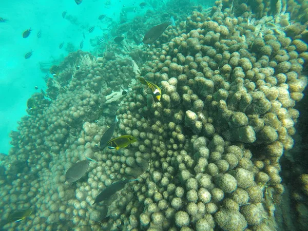 Korallenriff Meer Unterwasserhintergrund — Stockfoto