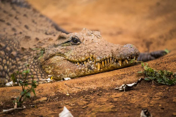 Crocodile Sur Terrain Nairobi Kenya — Photo