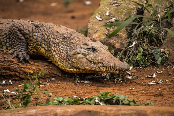 Крокодил Земле Найроби Кения — стоковое фото