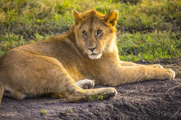 Retrato Leão Fêmea Savana Masai Mara Quênia — Fotografia de Stock