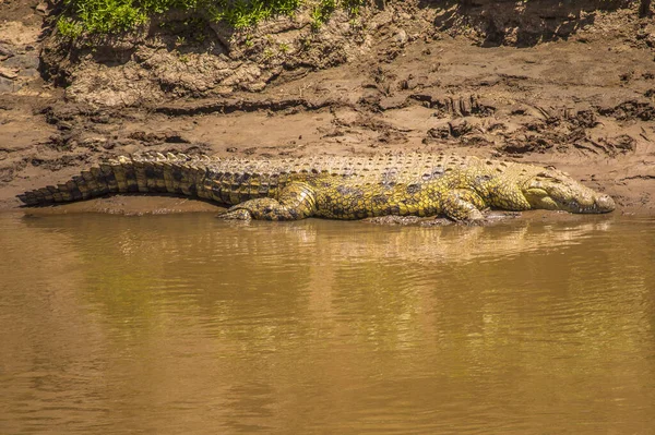 Krokodil Vízben Nairobi Kenya — Stock Fotó