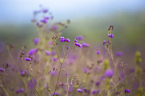 Fleurs Violettes Dans Champ Soleil — Photo