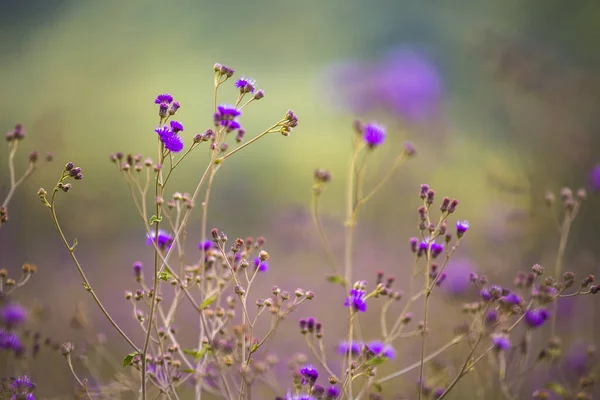 Fleurs Violettes Dans Champ Soleil — Photo