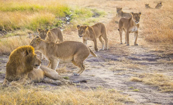 Familia León Masai Mara Animal Salvaje Kenia — Foto de Stock