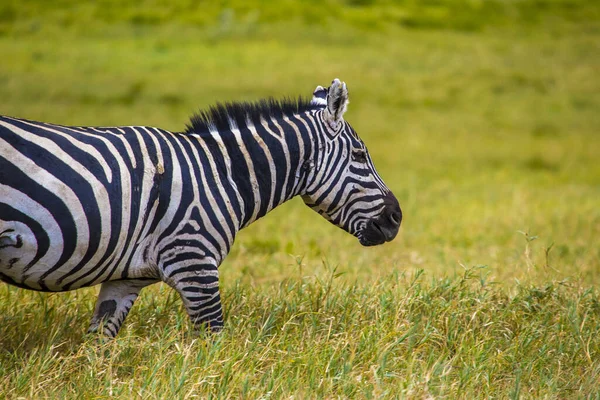 Zebra Kráčí Národním Parkem Naivasha Hells Gate Keňa — Stock fotografie
