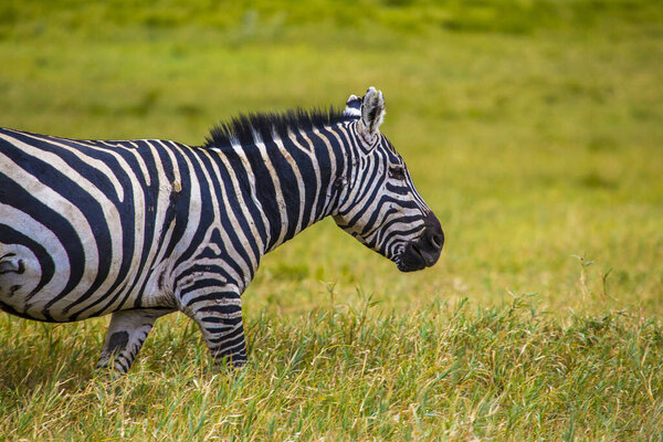 Zebra walking through the Naivasha Hells Gate National park. Kenya