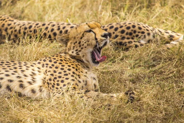 Leopárd Gepárd Masai Mara Nemzeti Parkban Kenyában — Stock Fotó