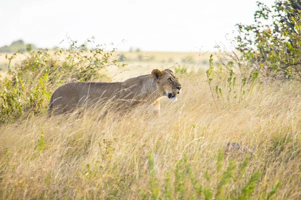 Close Van Een Vrouwelijke Leeuw Nairobi Kenia — Stockfoto