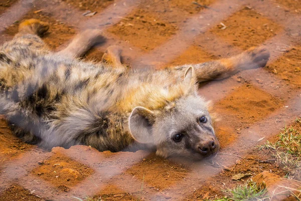 Hyène Dans Zoo Nairobi Kenya — Photo