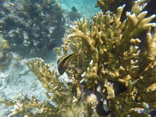 Recifes Coral Mar Fundo Subaquático — Fotografia de Stock