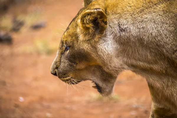 ケニアのナイロビでの雌ライオンの接近 — ストック写真
