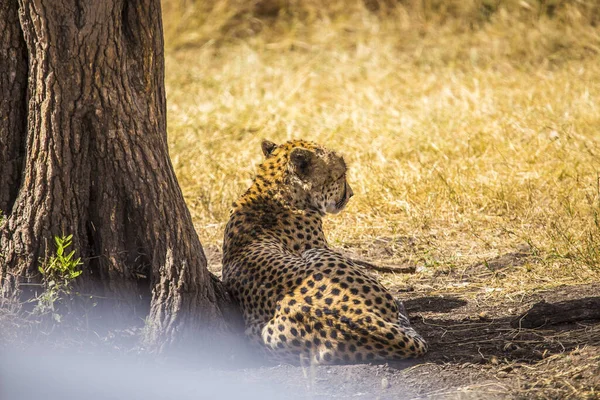 Vild Leopard Parken — Stockfoto