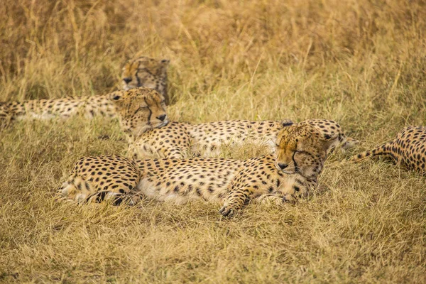 Gepard Leopardí Národním Parku Masai Mara Keňa — Stock fotografie