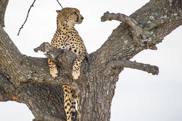 Cheetah Waakt Een Boom Masai Mara — Stockfoto