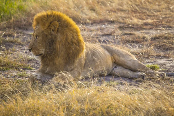 Retrato Leão Savana Masai Mara Quênia — Fotografia de Stock