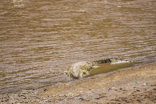 Крокодилы Воде Найроби Кения — стоковое фото