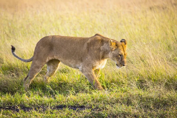 Retrato León Hembra Sabana Masai Mara Kenia — Foto de Stock