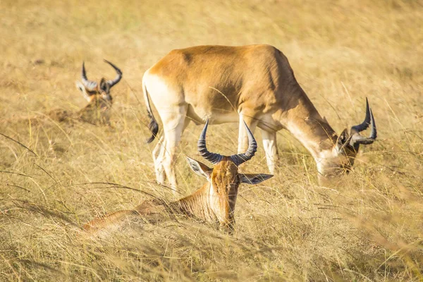 Impala Deer Grass — Stock fotografie