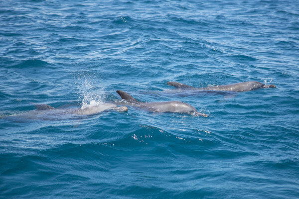 Playing and jumping dolphins