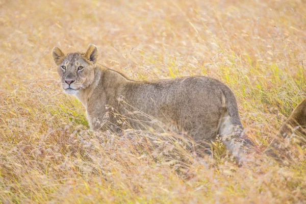 Close Van Een Vrouwelijke Leeuw Masai Mara Kenia — Stockfoto