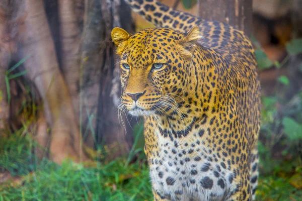 Leopard Walking Orphanage Nairobi Kenya — Stockfoto