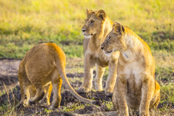 Lwia Rodzina Masai Mara Dzikie Zwierzę Kenii — Zdjęcie stockowe