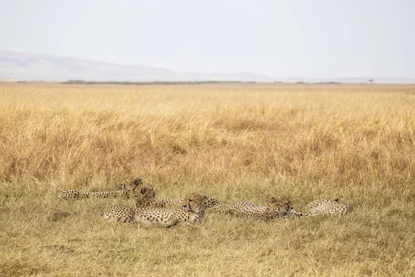 Luipaard Cheeta Het Masai Mara National Park Kenia — Stockfoto