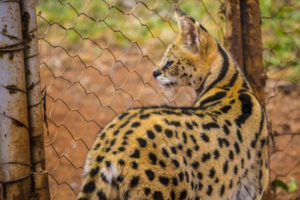 Cheeta Grond — Stockfoto