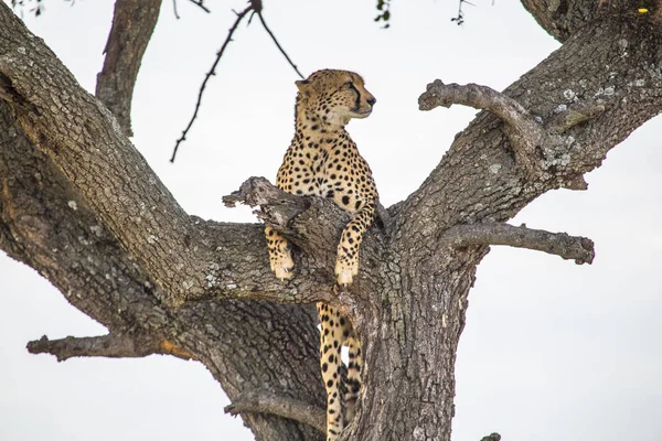 猎豹看守着马赛马拉的一棵树 — 图库照片