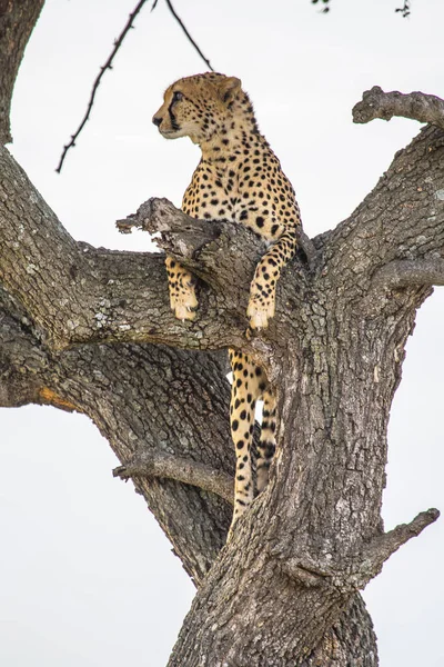 Cheetah Waakt Een Boom Masai Mara — Stockfoto