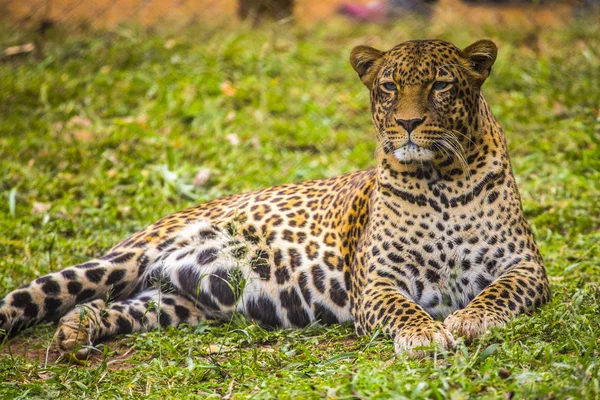 Leopard Αναπαύεται Στο Γρασίδι — Φωτογραφία Αρχείου