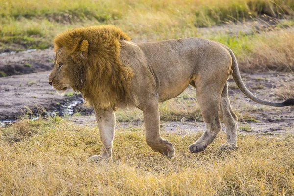 Retrato Leão Savana Masai Mara Quênia — Fotografia de Stock