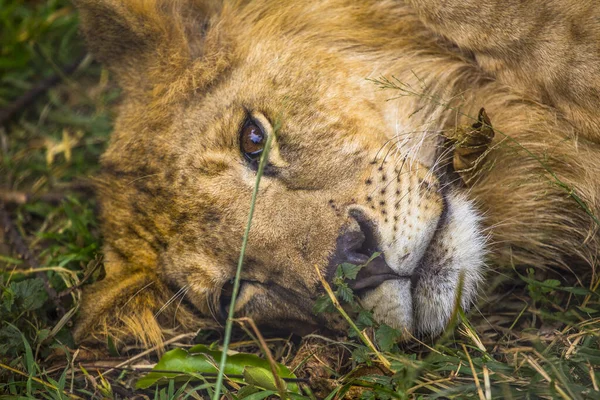 Retrato Leão Zoológico — Fotografia de Stock