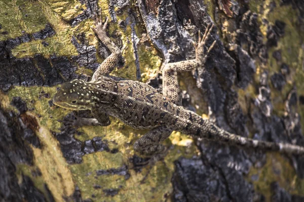 Eidechse Wildtier Kenia — Stockfoto