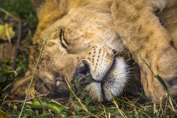 Portret Van Een Leeuw Dierentuin — Stockfoto