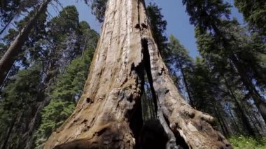 Sequoia Ulusal Parkı, Kaliforniya, ABD 'de büyük bir ağaç gövdesinde poz veren kadın.